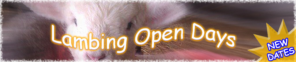 Lambing open days